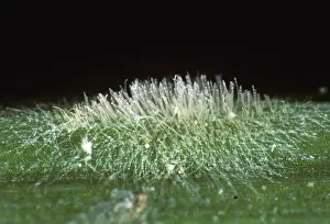 Vulgare: Powdery Mildew (Erysiphe graminis) on Barley leaf