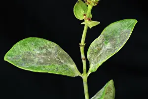 Honeysuckle: Powdery mildew on honeysuckle