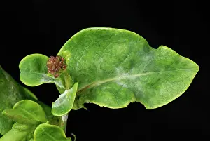 Honeysuckle: Powdery mildew on honeysuckle