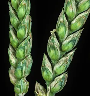 Hertfordshire: Powdery mildew infection