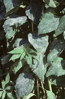 Artichoke: Powdery mildew on Jerusalem artichoke