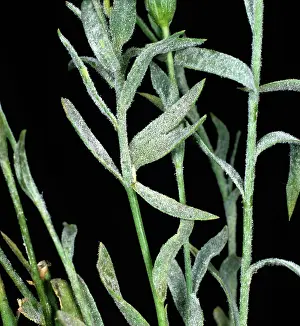 Linseed: Powdery mildew on linseed plants