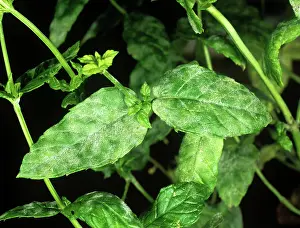 Mentha: Powdery mildew on mint leaves