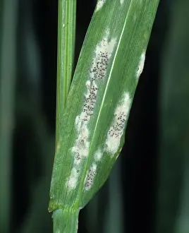 Mildew: Powdery mildew mycelium and cleistothecia