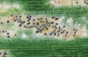 Mildew: Powdery mildew mycelium & cleistothecia