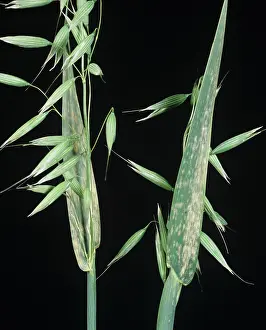 Flagleaves: Powdery mildew on oats