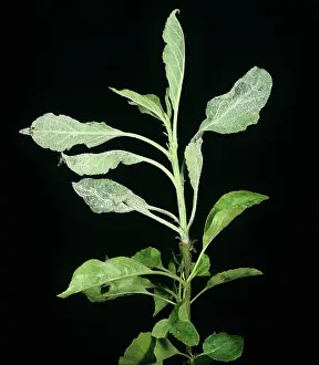 Secondary: Powdery mildew (Podosphaera leucotricha)