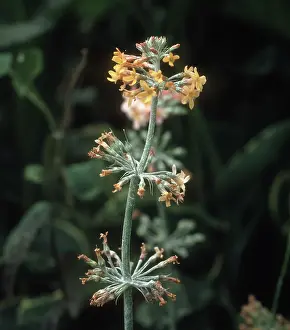 Primrose: Powdery mildew on Primrose