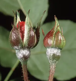 Buds: Powdery Mildew on Rose Buds