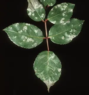 Mildew: Powdery mildew on Rose Leaves