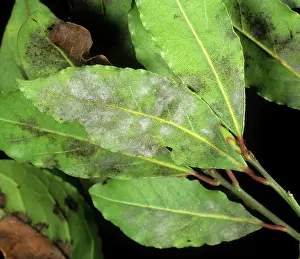Laurel: Powdery mildew on sweet bay laurel