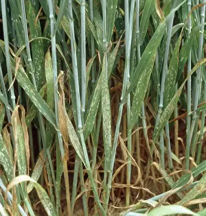 Mildew: Powdery mildew on wheat