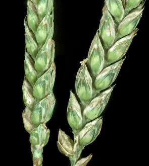 Infected: Powdery mildew on Wheat