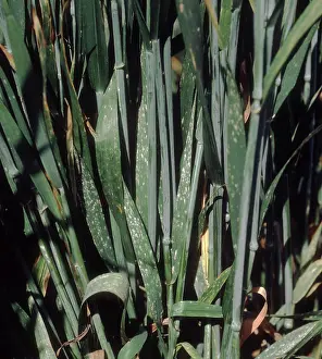 Infected: Powdery mildew on wheat