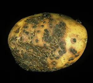 Scab: Powdery scab infection
