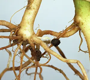Scab: Powdery scab on potato
