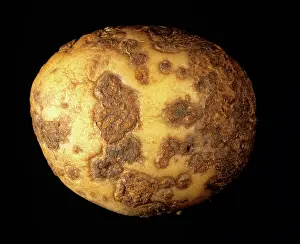 Scab: Powdery scab (Spogospora subterranea)