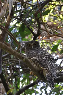 Ninox: Powerful Owl