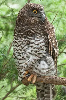 Ninox: Powerful Owl