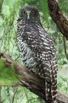 Ninox: Powerful Owl