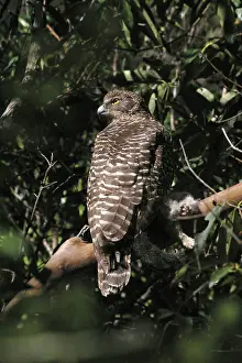 Ninox: Powerful Owl - Adult with prey