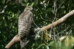 Ninox: Powerful Owl - Adult with prey