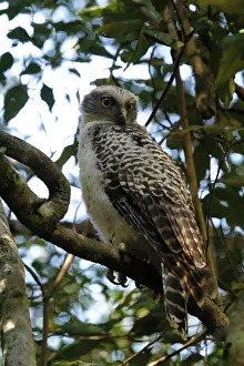 Ninox: Powerful Owl - Juvenile