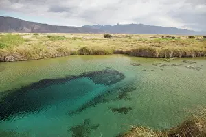 Cichlid: Pozo Azul spring, Mexico, Coahuila, Quatrocienegas
