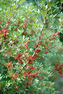 Pistacia: PPISTACIA lentiscus - Mastic Tree