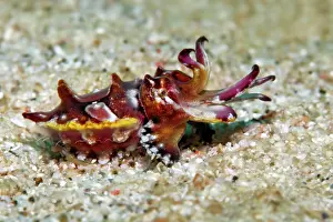 Metasepia: Prachtsepia, or flamboyant cuttlefish (Metasepia