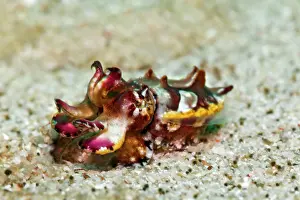 Metasepia: Prachtsepia, or flamboyant cuttlefish (Metasepia