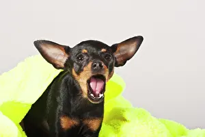 Prague: Prague Ratter, yawning