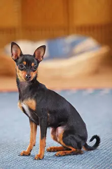Bitch: Prague rattler, bitch, sits on carpet in the living