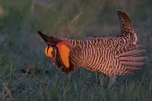 Lekking: Prairie Chicken male displaying