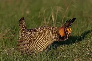 Lekking: Prairie Chicken male displaying