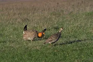 Lekking: Prairie Chicken male displaying