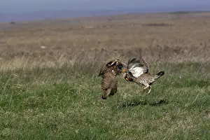 Lekking: Prairie Chicken males