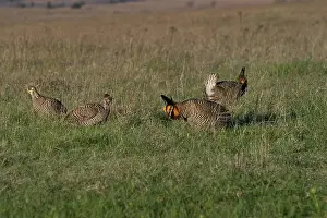 Lekking: Prairie Chicken males displaying