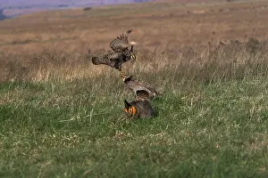 Lekking: Prairie Chicken males fighting