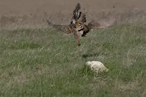Lekking: Prairie Chicken males fighting