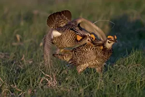 Lekking: Prairie Chicken males fighting