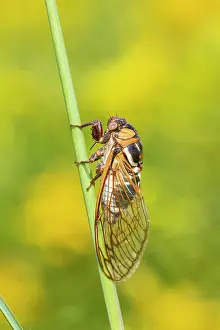 Prairie: Prairie Cicada (Megatibicen dorsatus) Marion County