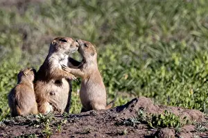 North Dakota: Prairie dog family in Theodore Roosevelt National Park
