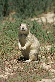 Cynomys: Prairie dog standing on its legs rears Cheyenne USA