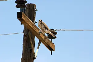 Mexicanus: Prairie Falcon