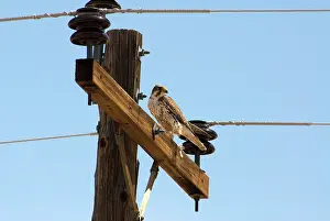 Mexicanus: Prairie Falcon