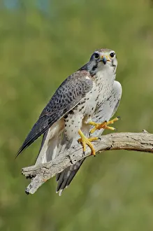 Mexicanus: Prairie Falcon