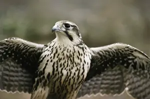 Falconidae: Prairie Falcon