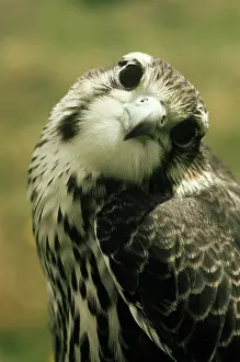 Mexicanus: Prairie Falcon