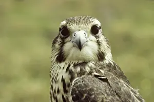 Falconidae: Prairie Falcon